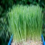 Grow and Use Wheatgrass